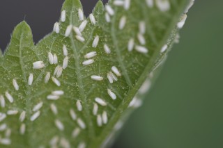 whitefly image.php